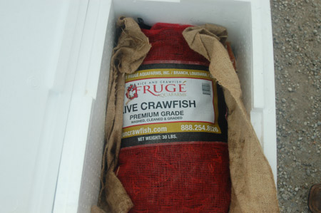 Live crawfish from CajunCrawfish.com