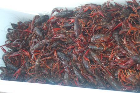 Pretty much all the crawfish were alive